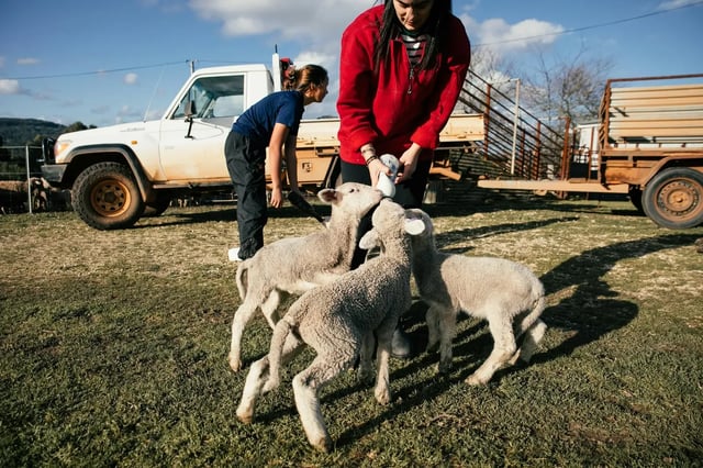 Evening feed with the lambs